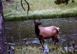 A deer by the river