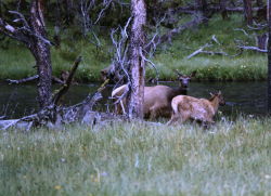 More deer by the river, with friends this time